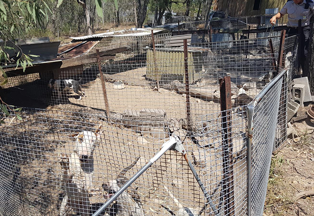rspca inspectors charge bull terrier breeder queensland